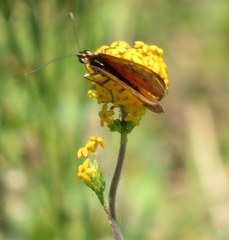 Manulea tomentosa