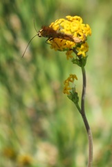 Manulea tomentosa