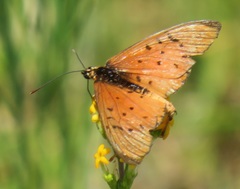 Acraea oncaea