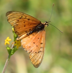 Acraea oncaea