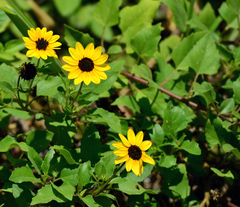 Helianthus debilis image