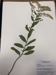 Solidago nemoralis decemflora