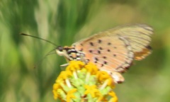 Acraea oncaea