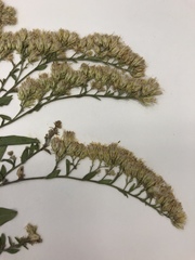 Solidago nemoralis decemflora