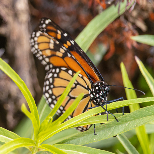 iNaturalist observation photo of Monarch