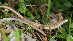 Takydromus wolteri