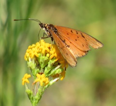 Manulea tomentosa