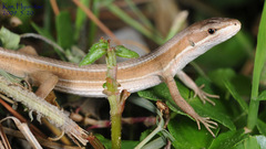 Takydromus wolteri