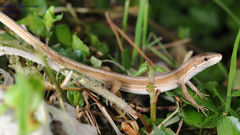 Takydromus wolteri