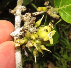 Strychnos madagascariensis