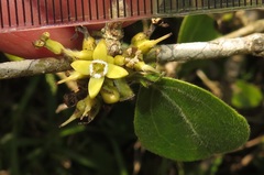 Strychnos madagascariensis