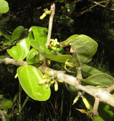 Strychnos madagascariensis