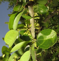 Strychnos madagascariensis