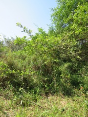 Strychnos madagascariensis