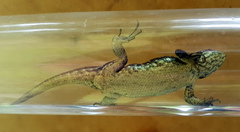 Sceloporus bicanthalis