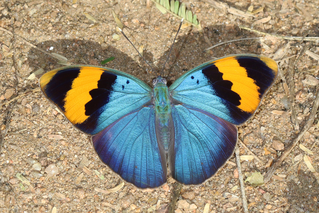 Gold-banded Forester