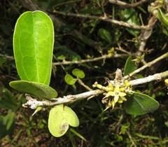 Strychnos madagascariensis