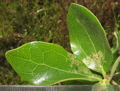 Strychnos madagascariensis