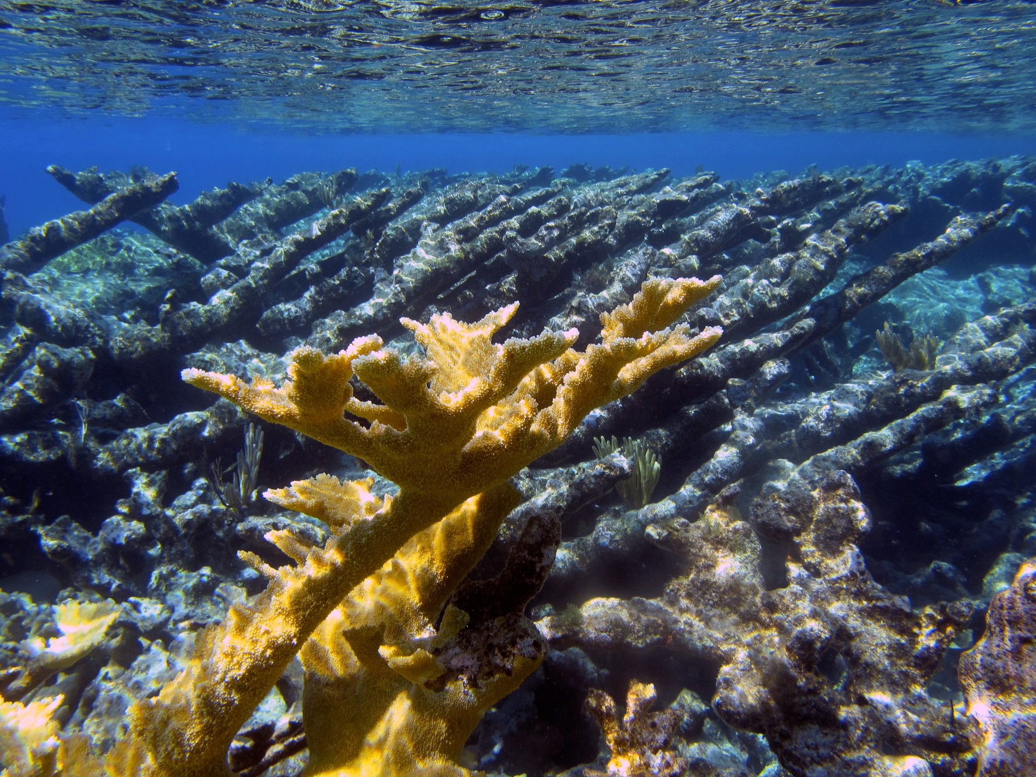 Coral Elkhorn Acropora Palmata Considerado Dos Corais Construção Recifes  Mais fotos, imagens de © johnanderson #201443658