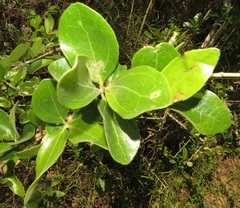 Strychnos madagascariensis