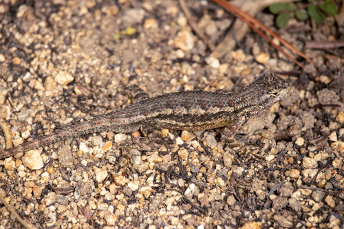 iNaturalist observation photo of Western Fence Lizard