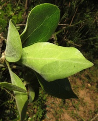 Strychnos madagascariensis