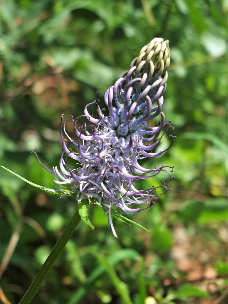 Pyrenean Rampion