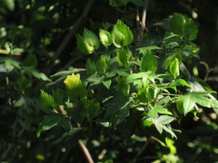 Gossypioides kirkii