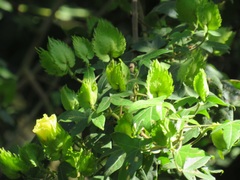 Gossypioides kirkii