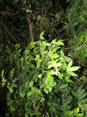 Gossypioides kirkii