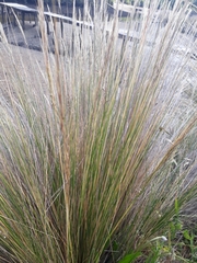 Austrostipa stipoides