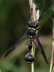 Zethus miscogaster