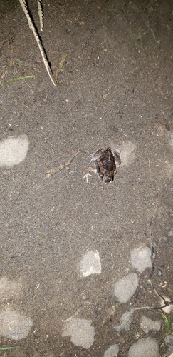 Kaloula picta