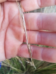 Austrostipa stipoides