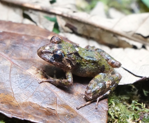 Serranobatrachus megalops