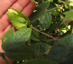 Gossypioides kirkii