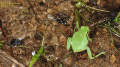 Hyla suweonensis