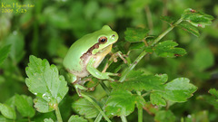 Hyla suweonensis