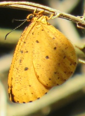 Pentila tropicalis