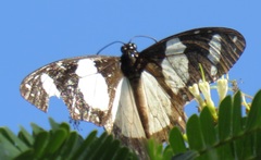 Amauris ochlea ochlea