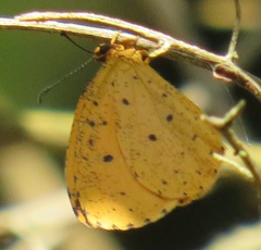 Pentila tropicalis