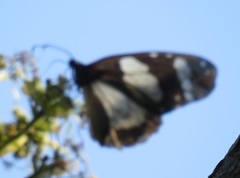 Amauris ochlea ochlea