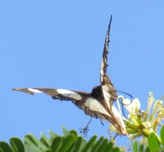 Amauris ochlea ochlea