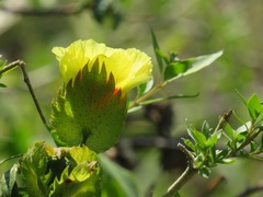 Gossypioides kirkii
