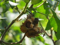 Gossypioides kirkii
