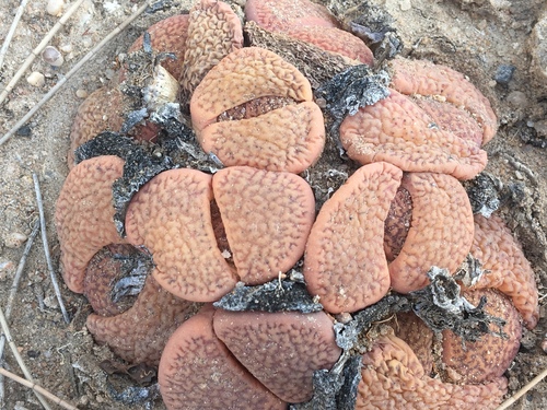 Lithops gracilidelineata C385A 65 km ENE of Swakopmund, Namibia cv. Ernst's Witkop D.T.Cole
