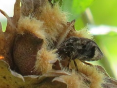 Gossypioides kirkii