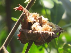 Gossypioides kirkii