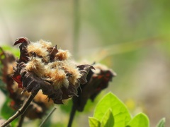 Gossypioides kirkii