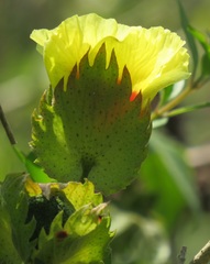 Gossypioides kirkii